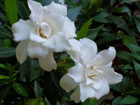 Gardenia radicans grows in zone 8 in a very protected location.