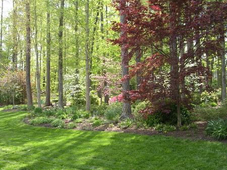 Early morning is a very special time for a garden walk. : Spring : Richmond VA Landscape Designer: Gardens by Monit, LLC: Monit Rosendale landscape designer Richmond and Charlottesville Virginia and Fredericksburg Virginia and Williamsburg Virginia