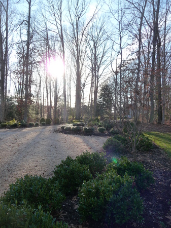 The structure of trees are appreciated in the afternoon light. : Winter : Richmond VA Landscape Designer: Gardens by Monit, LLC: Monit Rosendale landscape designer Richmond and Charlottesville Virginia and Fredericksburg Virginia and Williamsburg Virginia