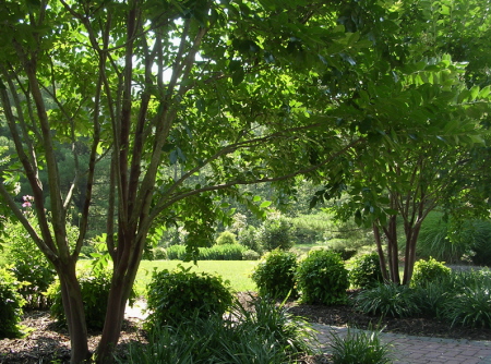 Trees add structure in the garden. : Summer : Richmond VA Landscape Designer: Gardens by Monit, LLC: Monit Rosendale landscape designer Richmond and Charlottesville Virginia and Fredericksburg Virginia and Williamsburg Virginia
