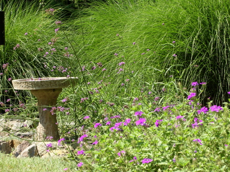 Grasses and verbena are perfect drought tolerant companion plantings. : Summer : Richmond VA Landscape Designer: Gardens by Monit, LLC: Monit Rosendale landscape designer Richmond and Charlottesville Virginia and Fredericksburg Virginia and Williamsburg Virginia