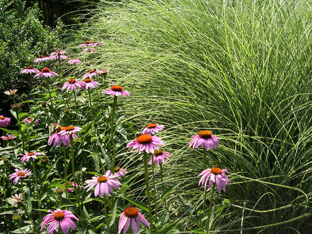 Perennials for bouquets are fun in the summer.  : Summer : Richmond VA Landscape Designer: Gardens by Monit, LLC: Monit Rosendale landscape designer Richmond and Charlottesville Virginia and Fredericksburg Virginia and Williamsburg Virginia