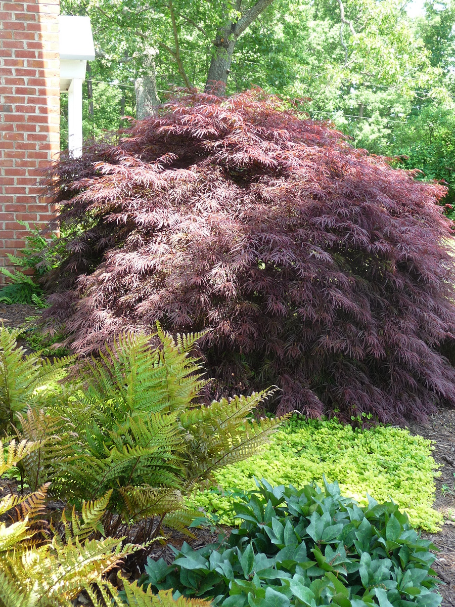  : Gardens : Richmond VA Landscape Designer: Gardens by Monit, LLC: Monit Rosendale landscape designer Richmond and Charlottesville Virginia and Fredericksburg Virginia and Williamsburg Virginia