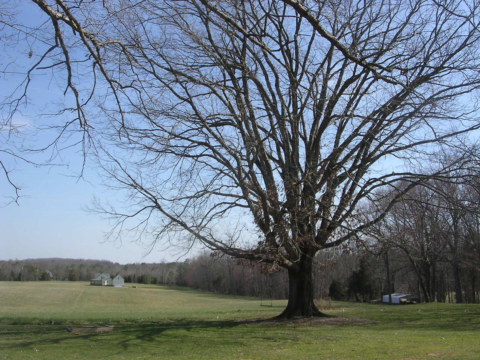 Before. The borrowed view. : Before/After : Richmond VA Landscape Designer: Gardens by Monit, LLC: Monit Rosendale landscape designer Richmond and Charlottesville Virginia and Fredericksburg Virginia and Williamsburg Virginia