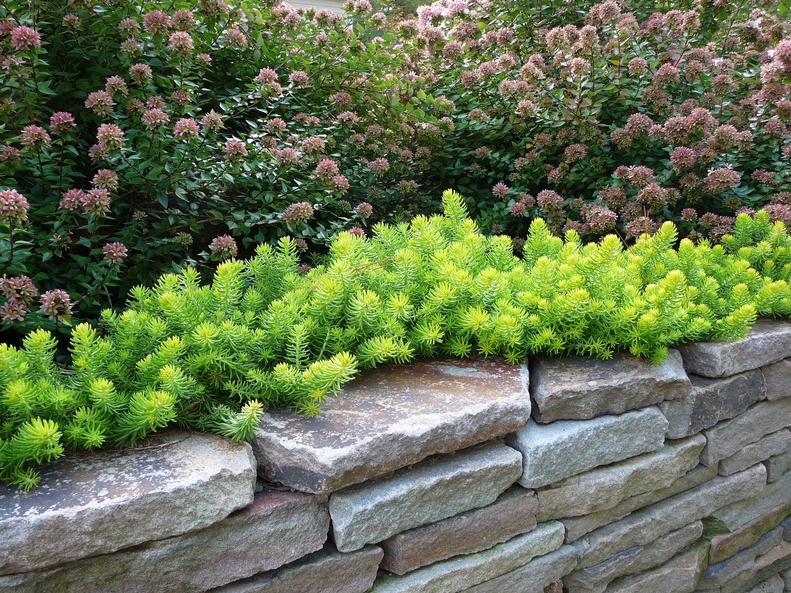 Dry stacked stone wall. : Summer : Richmond VA Landscape Designer: Gardens by Monit, LLC: Monit Rosendale landscape designer Richmond and Charlottesville Virginia and Fredericksburg Virginia and Williamsburg Virginia