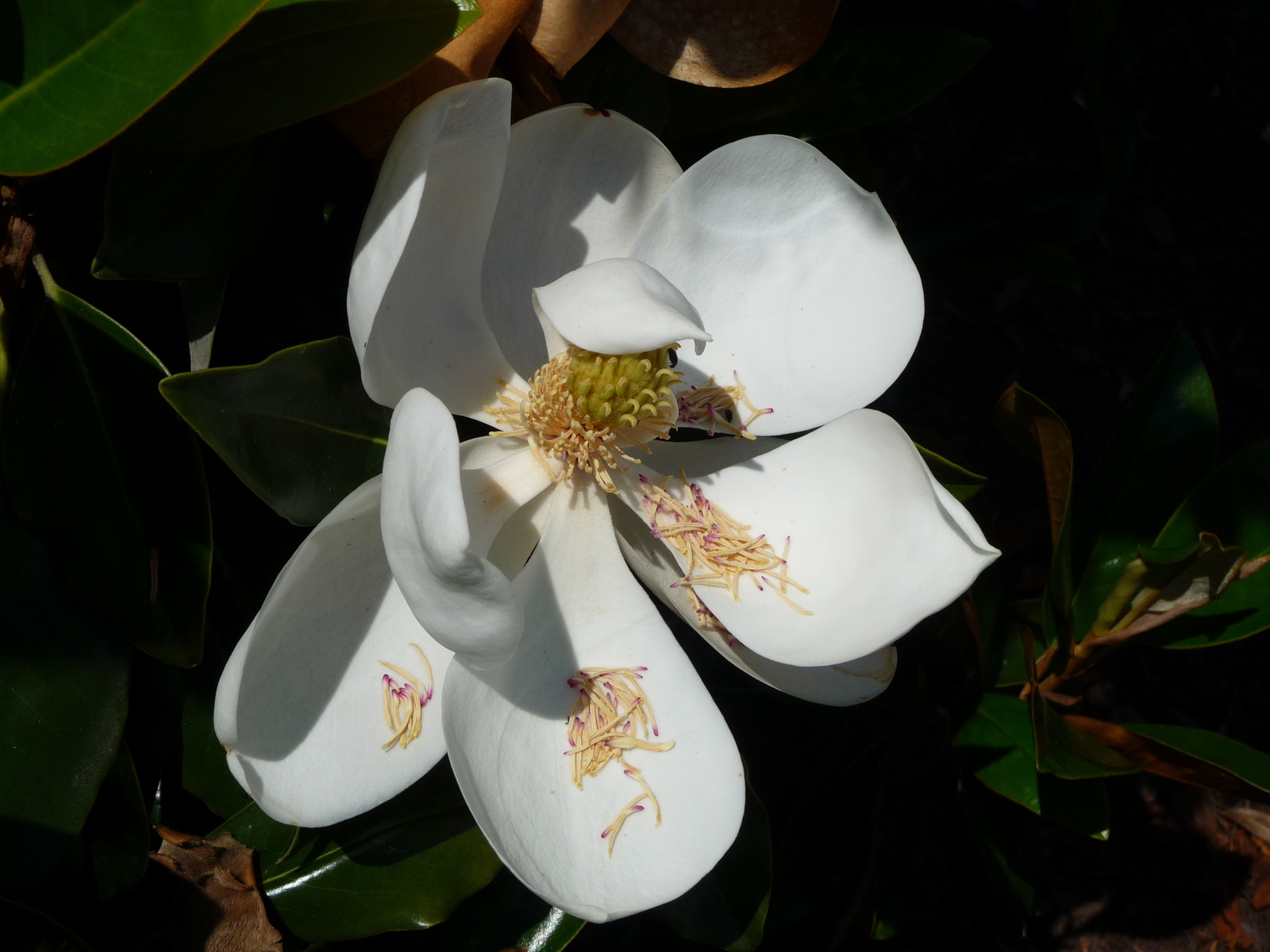 Magnolia grandiflora : Summer : Richmond VA Landscape Designer: Gardens by Monit, LLC: Monit Rosendale landscape designer Richmond and Charlottesville Virginia and Fredericksburg Virginia and Williamsburg Virginia
