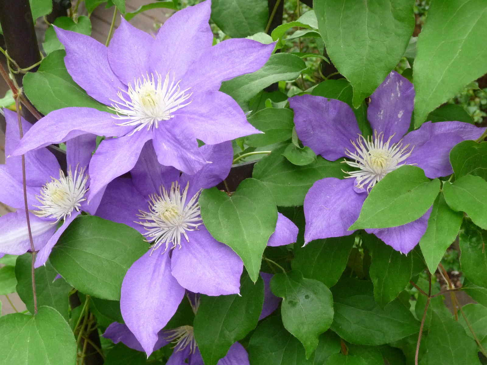 Clematis H. F. Young : Summer : Richmond VA Landscape Designer: Gardens by Monit, LLC: Monit Rosendale landscape designer Richmond and Charlottesville Virginia and Fredericksburg Virginia and Williamsburg Virginia