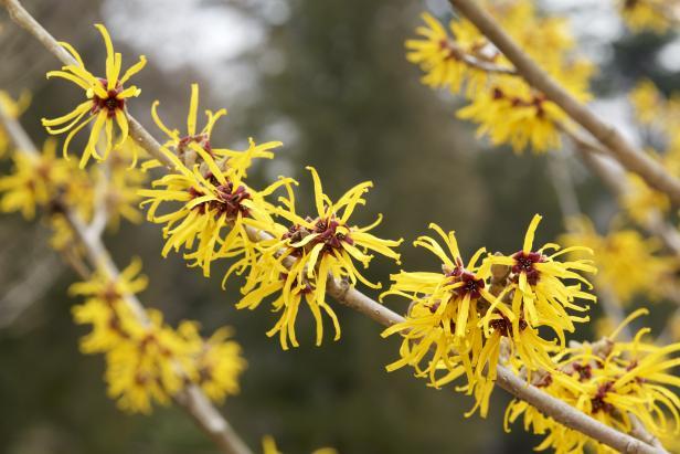 Witch Hazel : Winter : Richmond VA Landscape Designer: Gardens by Monit, LLC: Monit Rosendale landscape designer Richmond and Charlottesville Virginia and Fredericksburg Virginia and Williamsburg Virginia