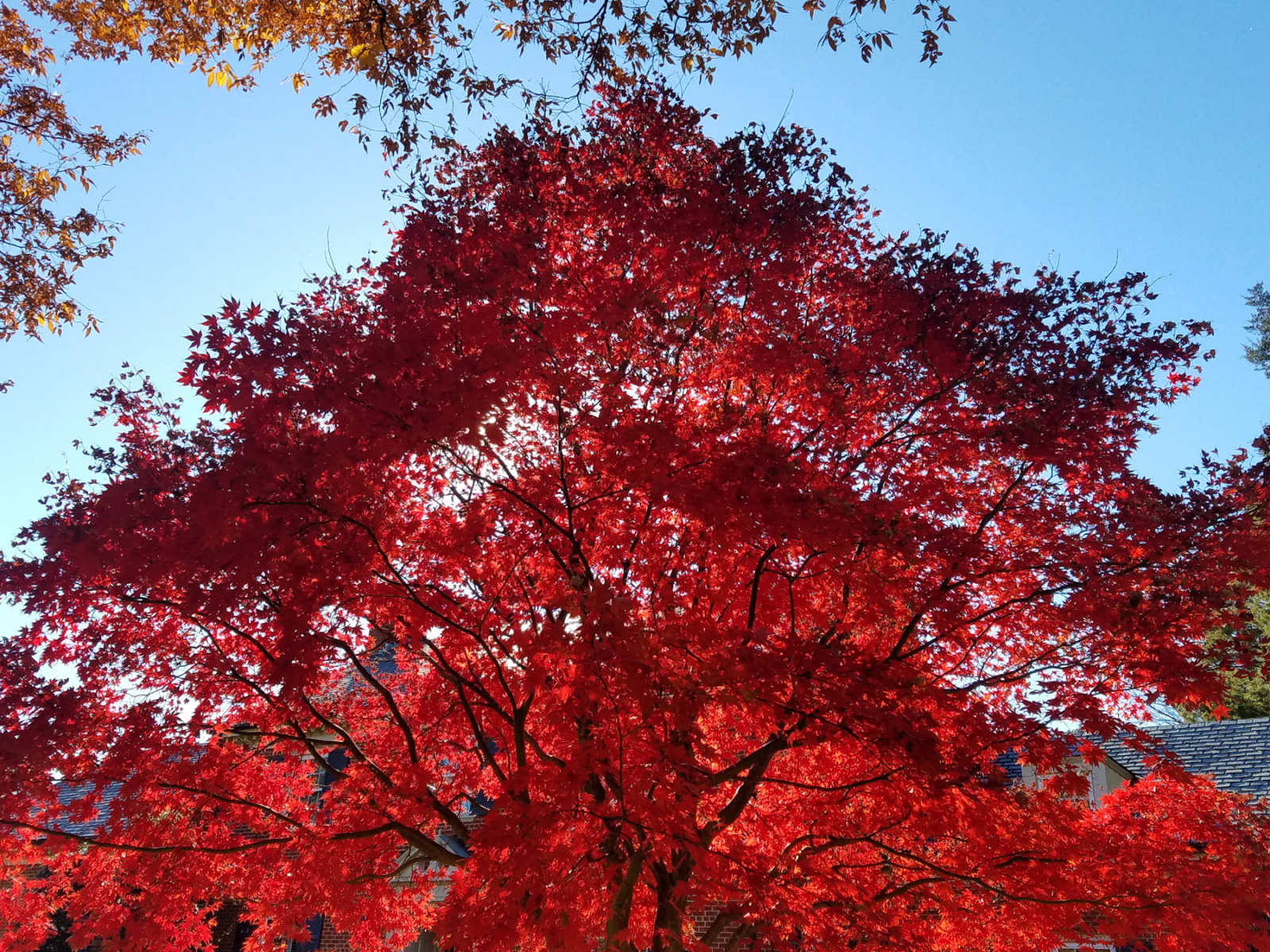 Japanese Maple : Plant Palette : Richmond VA Landscape Designer: Gardens by Monit, LLC: Monit Rosendale landscape designer Richmond and Charlottesville Virginia and Fredericksburg Virginia and Williamsburg Virginia