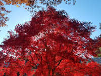 Japanese Maple