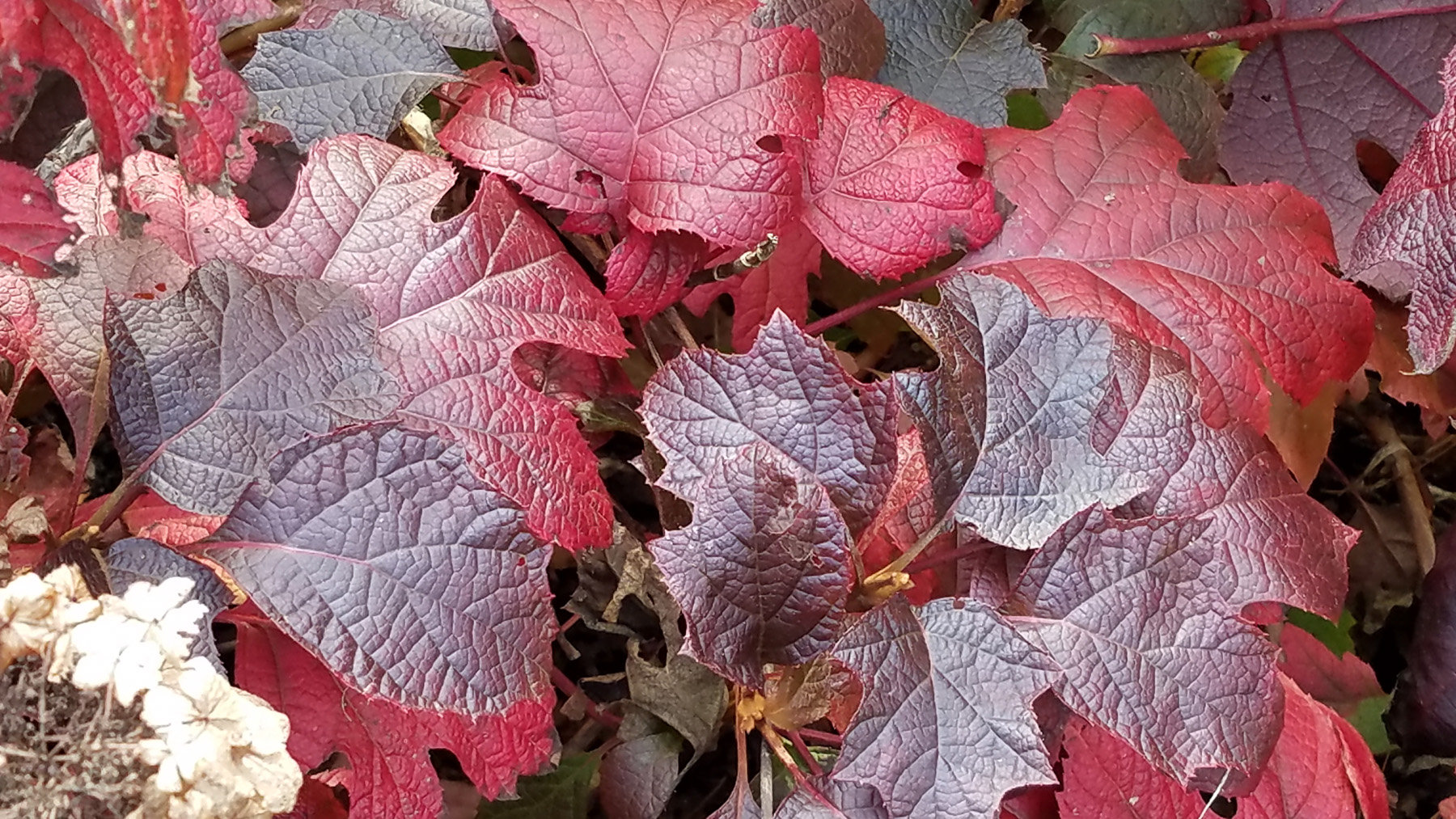 Oakleaf Hydrangea : Autumn : Richmond VA Landscape Designer: Gardens by Monit, LLC: Monit Rosendale landscape designer Richmond and Charlottesville Virginia and Fredericksburg Virginia and Williamsburg Virginia