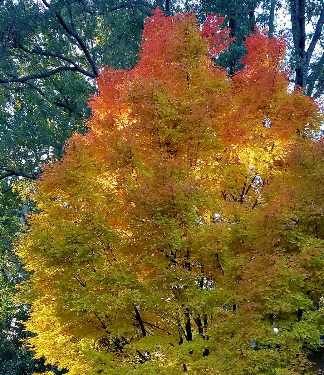 Illuminated! : Autumn : Richmond VA Landscape Designer: Gardens by Monit, LLC: Monit Rosendale landscape designer Richmond and Charlottesville Virginia and Fredericksburg Virginia and Williamsburg Virginia