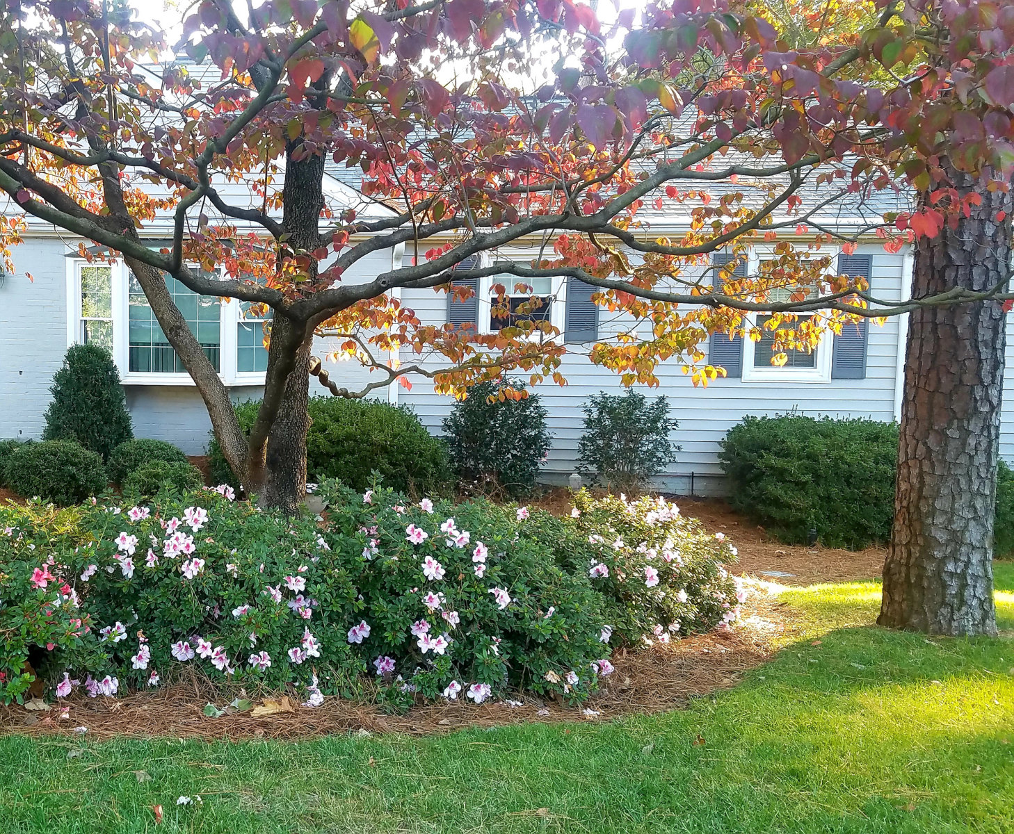 : Autumn : Richmond VA Landscape Designer: Gardens by Monit, LLC: Monit Rosendale landscape designer Richmond and Charlottesville Virginia and Fredericksburg Virginia and Williamsburg Virginia