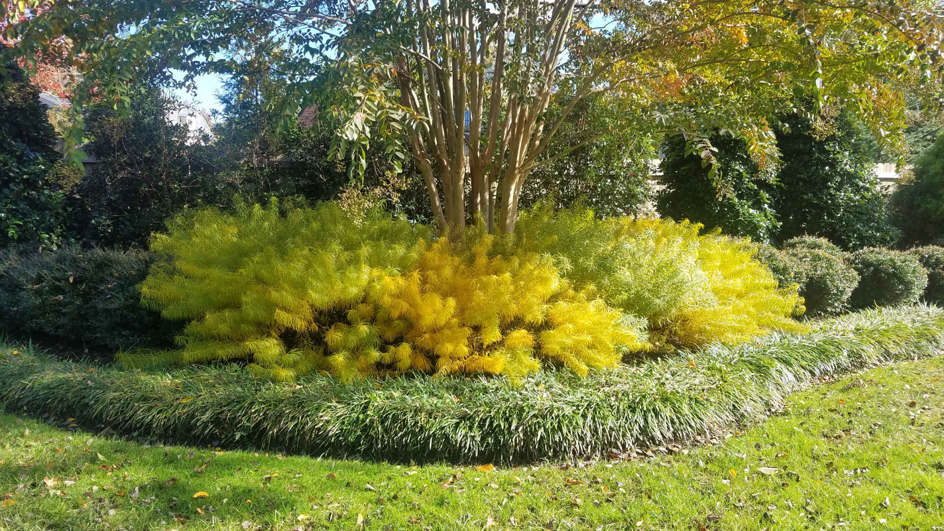 Amsonia Hubrechtii : Autumn : Richmond VA Landscape Designer: Gardens by Monit, LLC: Monit Rosendale landscape designer Richmond and Charlottesville Virginia and Fredericksburg Virginia and Williamsburg Virginia