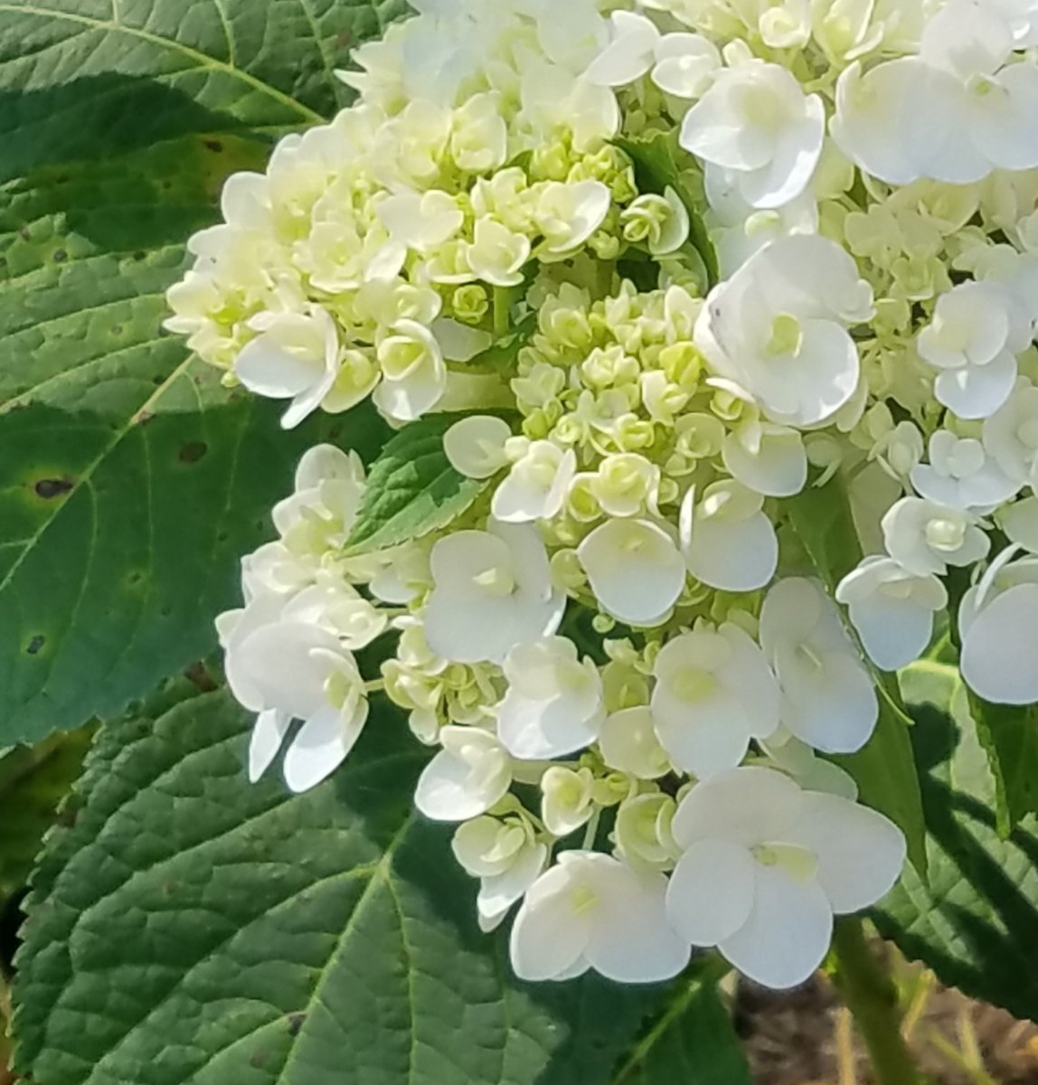 Hydrangea paniculata