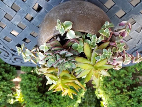  : Summer : Richmond VA Landscape Designer: Gardens by Monit, LLC: Monit Rosendale landscape designer Richmond and Charlottesville Virginia and Fredericksburg Virginia and Williamsburg Virginia
