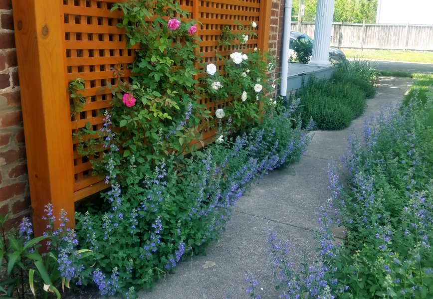  : Gardens : Richmond VA Landscape Designer: Gardens by Monit, LLC: Monit Rosendale landscape designer Richmond and Charlottesville Virginia and Fredericksburg Virginia and Williamsburg Virginia