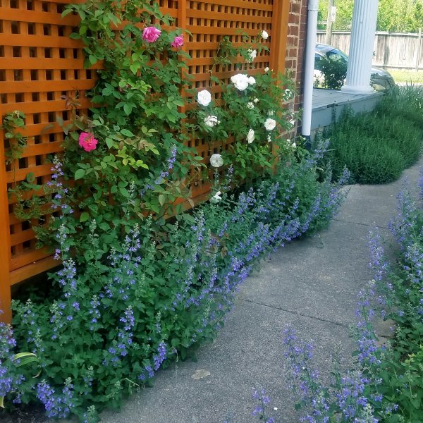  : Spring : Richmond VA Landscape Designer: Gardens by Monit, LLC: Monit Rosendale landscape designer Richmond and Charlottesville Virginia and Fredericksburg Virginia and Williamsburg Virginia