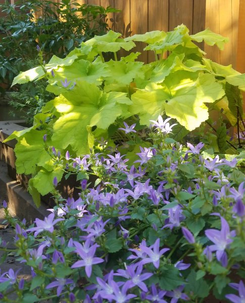 Campanula and Heuchera Citronelle