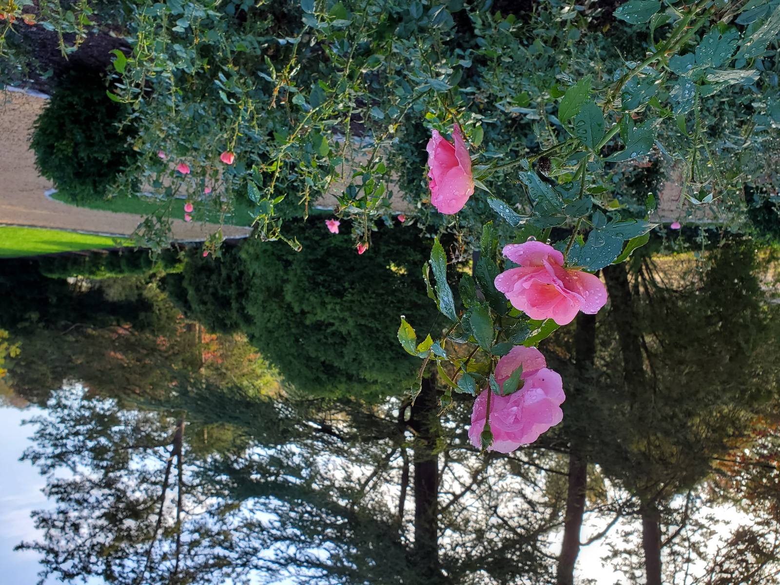 Knockout Rose Peachy : Plant Palette : Richmond VA Landscape Designer: Gardens by Monit, LLC: Monit Rosendale landscape designer Richmond and Charlottesville Virginia and Fredericksburg Virginia and Williamsburg Virginia