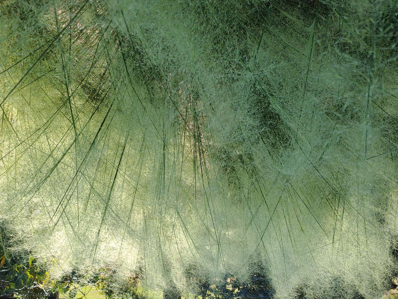 Muhly grass White Cloud : Plant Palette : Richmond VA Landscape Designer: Gardens by Monit, LLC: Monit Rosendale landscape designer Richmond and Charlottesville Virginia and Fredericksburg Virginia and Williamsburg Virginia