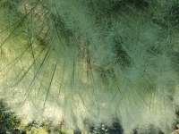 Muhly grass White Cloud