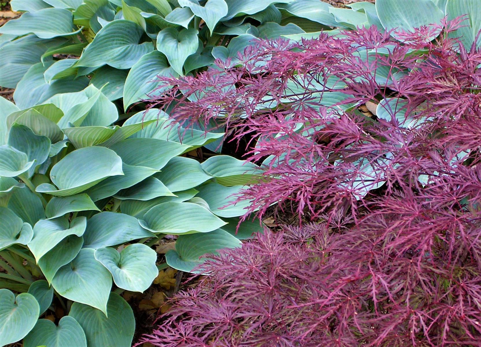 Textural contrast and foliage color are integrated in the design process. : Plant Palette : Richmond VA Landscape Designer: Gardens by Monit, LLC: Monit Rosendale landscape designer Richmond and Charlottesville Virginia and Fredericksburg Virginia and Williamsburg Virginia