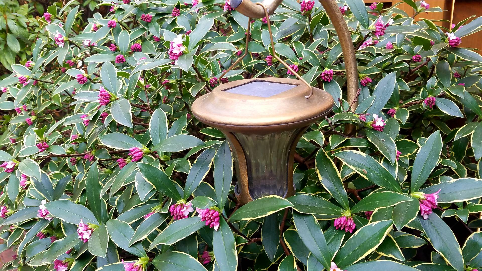 Daphne : Plant Palette : Richmond VA Landscape Designer: Gardens by Monit, LLC: Monit Rosendale landscape designer Richmond and Charlottesville Virginia and Fredericksburg Virginia and Williamsburg Virginia
