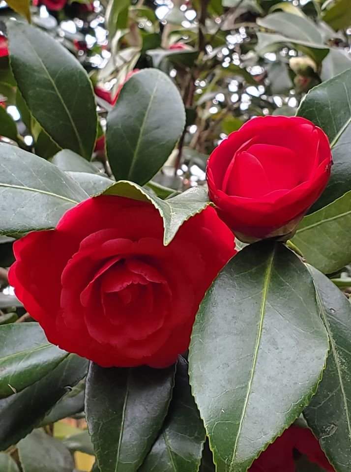 Camellia Japonica