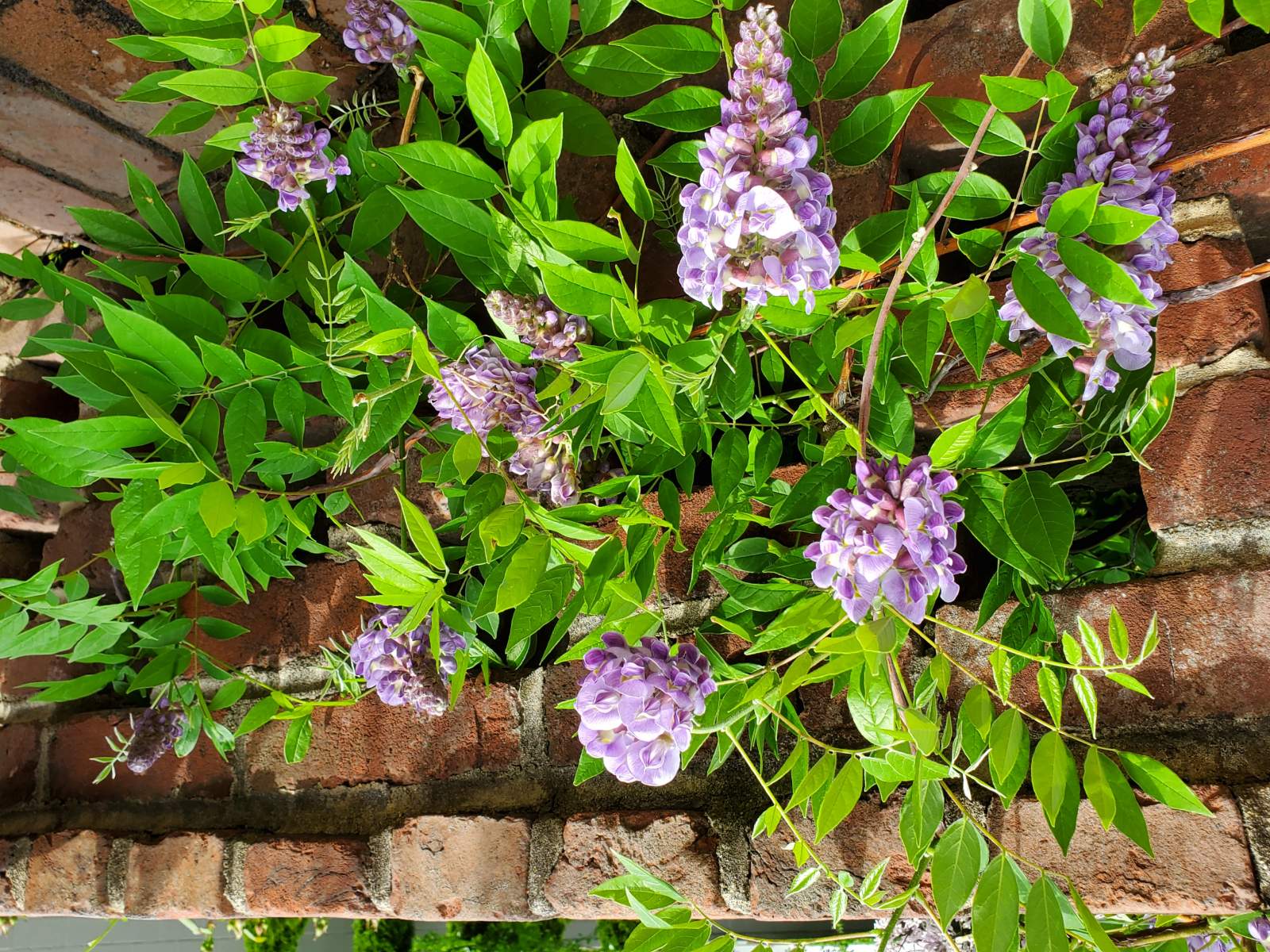 Wisteria frutescens : Plant Palette : Richmond VA Landscape Designer: Gardens by Monit, LLC: Monit Rosendale landscape designer Richmond and Charlottesville Virginia and Fredericksburg Virginia and Williamsburg Virginia