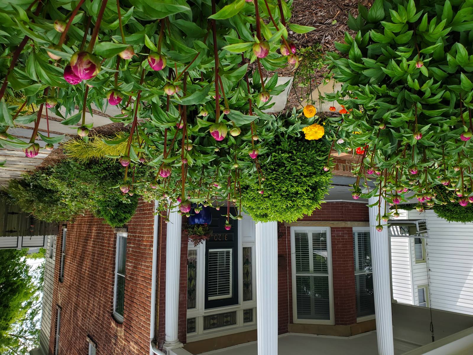 After : Before/After : Richmond VA Landscape Designer: Gardens by Monit, LLC: Monit Rosendale landscape designer Richmond and Charlottesville Virginia and Fredericksburg Virginia and Williamsburg Virginia