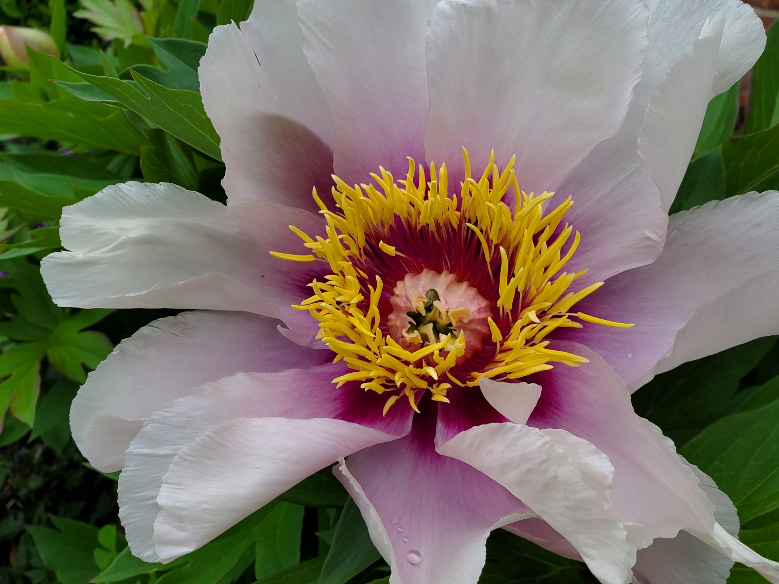 Itoh Peony : Plant Palette : Richmond VA Landscape Designer: Gardens by Monit, LLC: Monit Rosendale landscape designer Richmond and Charlottesville Virginia and Fredericksburg Virginia and Williamsburg Virginia