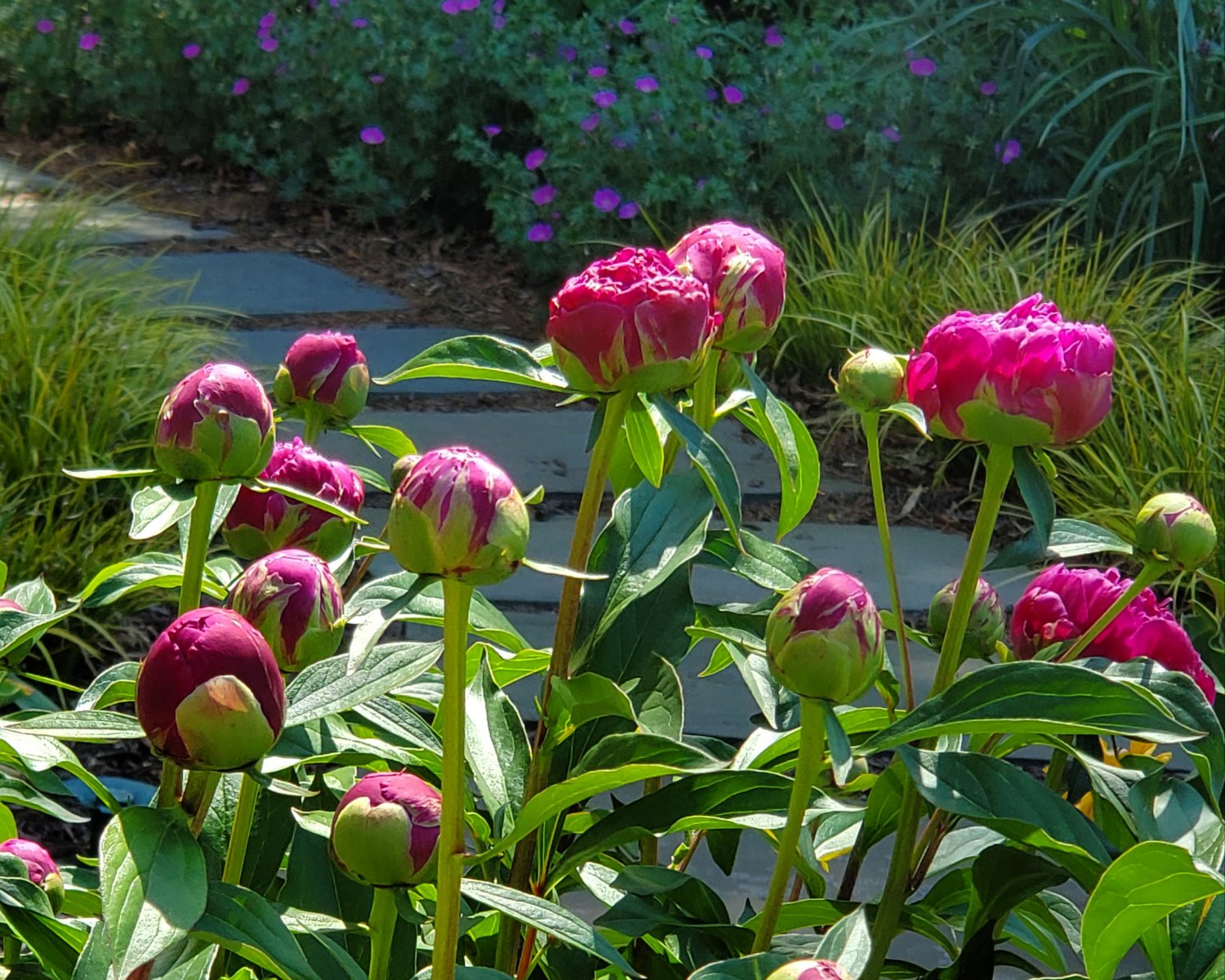 Peony Felix Crousse : Plant Palette : Richmond VA Landscape Designer: Gardens by Monit, LLC: Monit Rosendale landscape designer Richmond and Charlottesville Virginia and Fredericksburg Virginia and Williamsburg Virginia