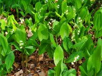 Lily-of-the-Valley