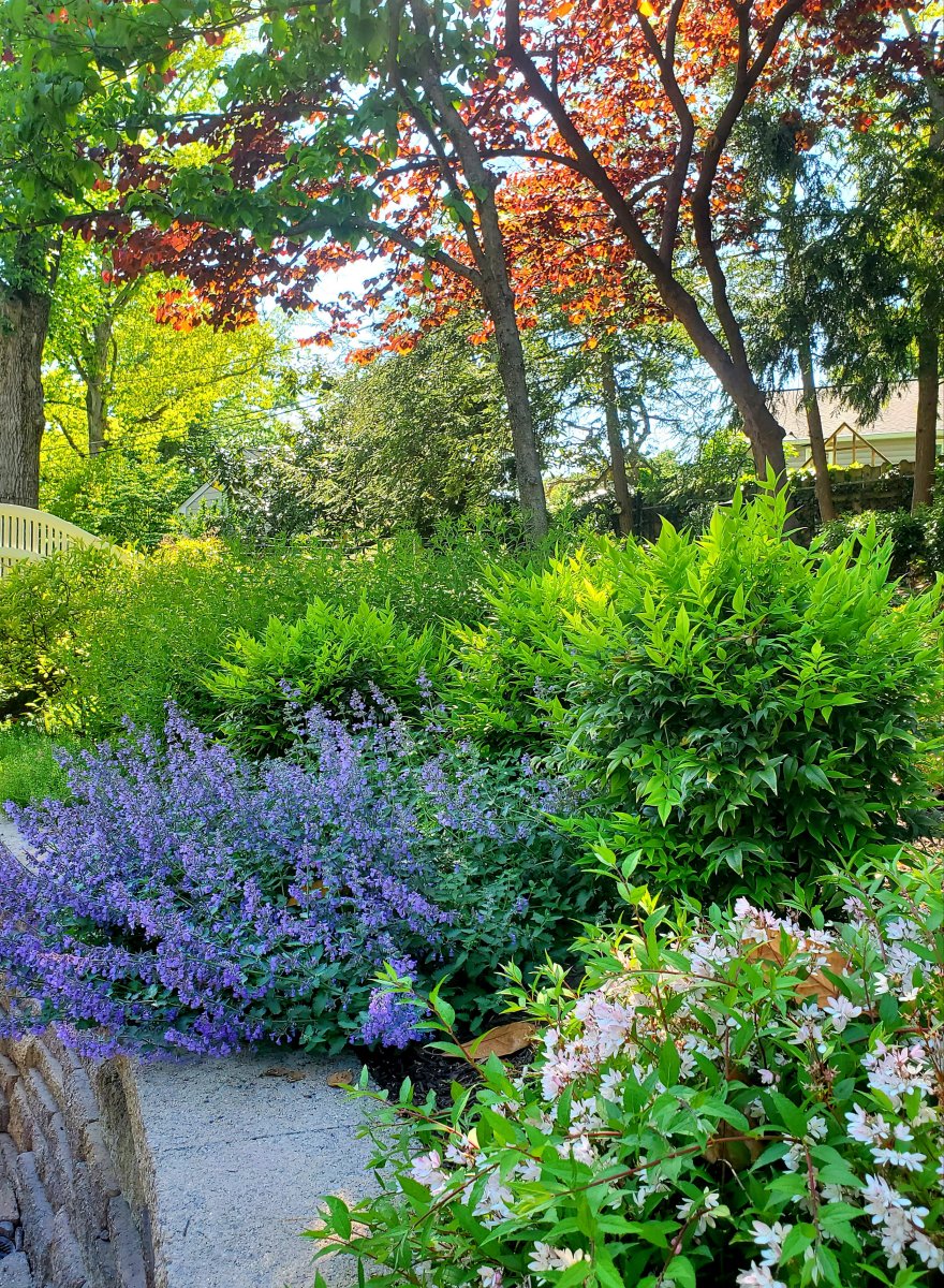 Nandina lemon lime and nepeta