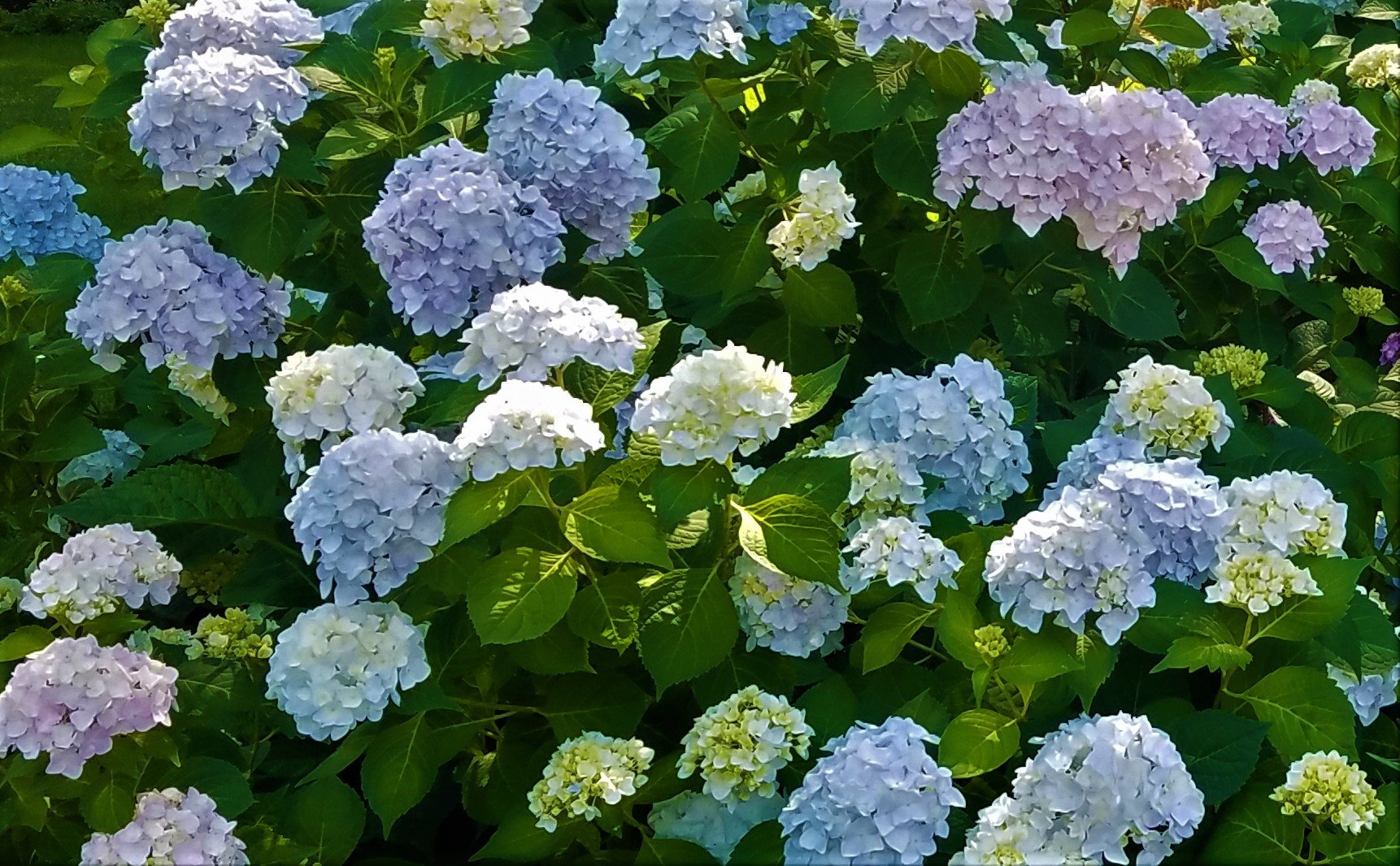 Hydrangea : Plant Palette : Richmond VA Landscape Designer: Gardens by Monit, LLC: Monit Rosendale landscape designer Richmond and Charlottesville Virginia and Fredericksburg Virginia and Williamsburg Virginia