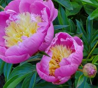 Peony Bowl of Beauty