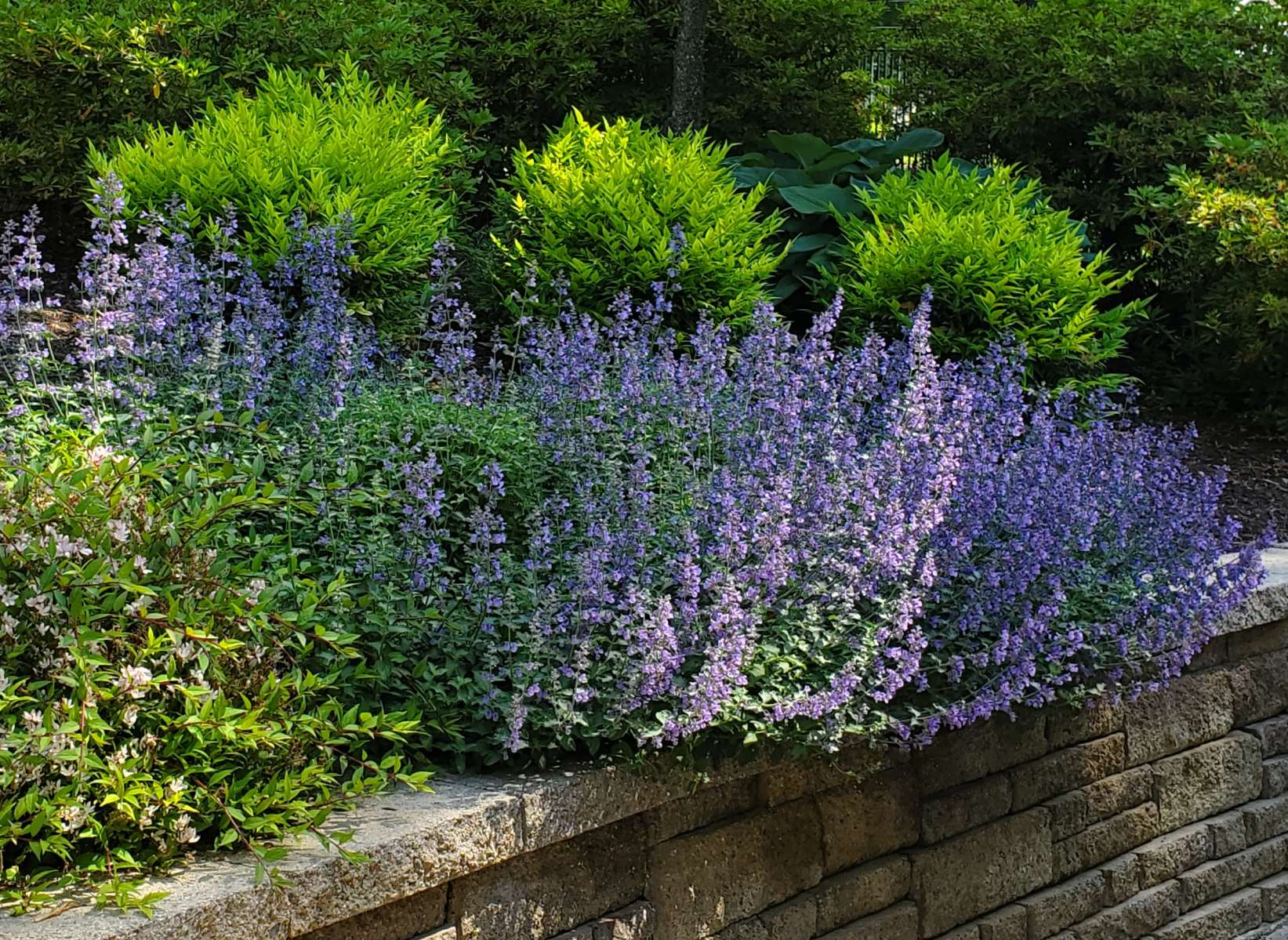 Nepeta : Plant Palette : Richmond VA Landscape Designer: Gardens by Monit, LLC: Monit Rosendale landscape designer Richmond and Charlottesville Virginia and Fredericksburg Virginia and Williamsburg Virginia