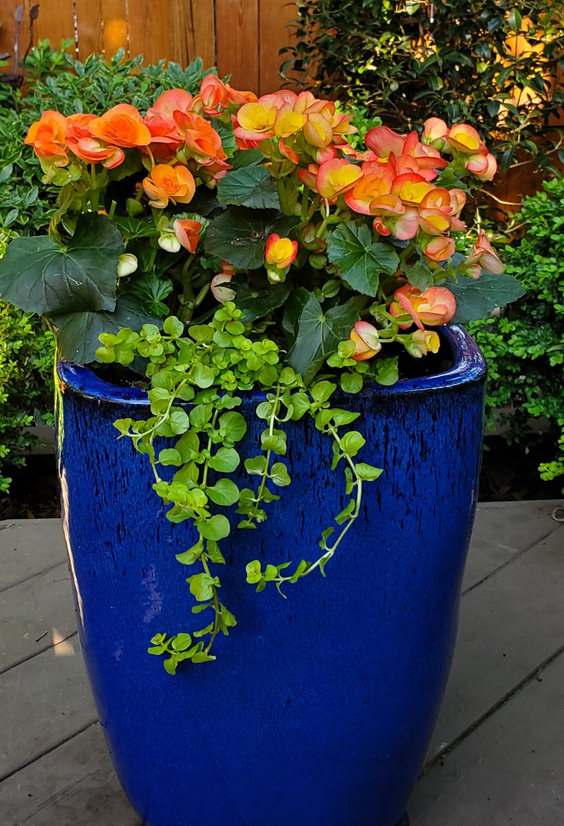 Reiger begonias and Lysimachia aurea