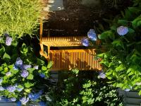 Hydrangea Endless Summer.