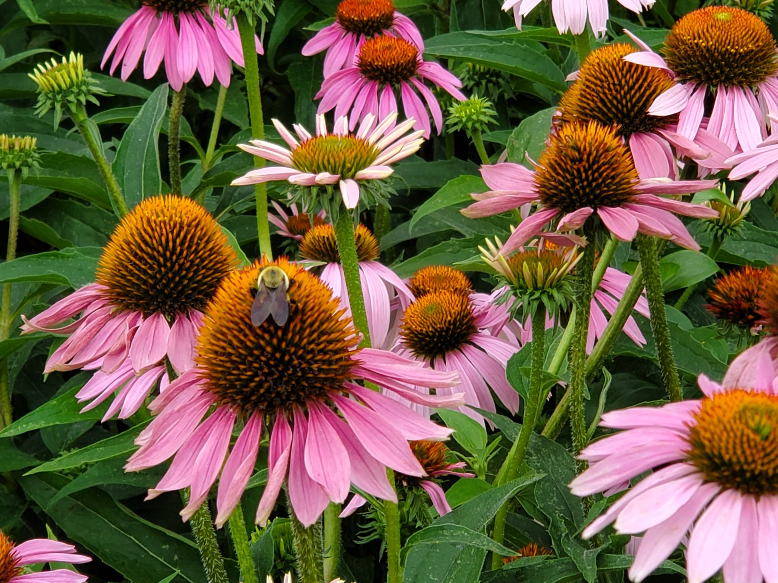 Echinacea : Plant Palette : Richmond VA Landscape Designer: Gardens by Monit, LLC: Monit Rosendale landscape designer Richmond and Charlottesville Virginia and Fredericksburg Virginia and Williamsburg Virginia