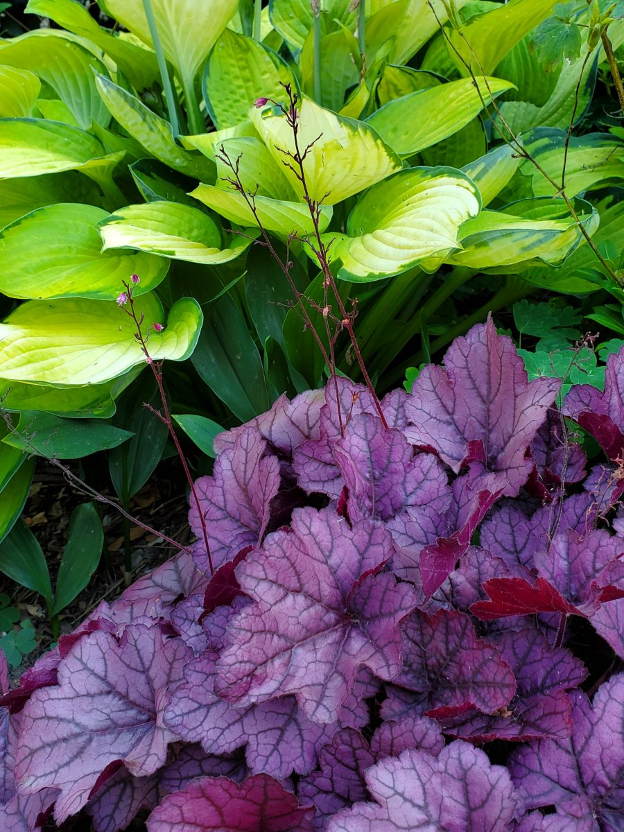 Hosta and Heuchera