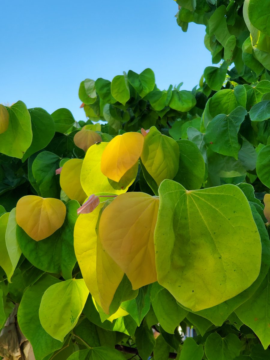 Redbud Rising Sun