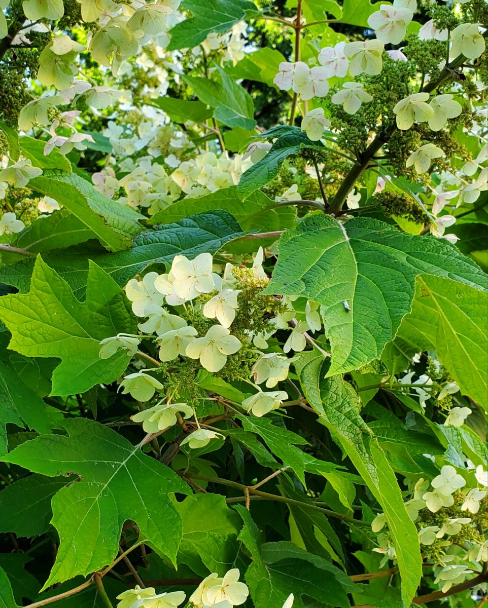  : Summer : Richmond VA Landscape Designer: Gardens by Monit, LLC: Monit Rosendale landscape designer Richmond and Charlottesville Virginia and Fredericksburg Virginia and Williamsburg Virginia