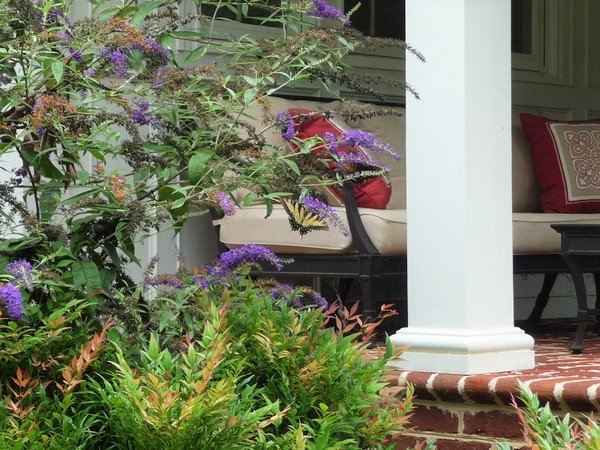  : Summer : Richmond VA Landscape Designer: Gardens by Monit, LLC: Monit Rosendale landscape designer Richmond and Charlottesville Virginia and Fredericksburg Virginia and Williamsburg Virginia