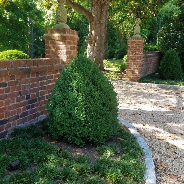  : Summer : Richmond VA Landscape Designer: Gardens by Monit, LLC: Monit Rosendale landscape designer Richmond and Charlottesville Virginia and Fredericksburg Virginia and Williamsburg Virginia