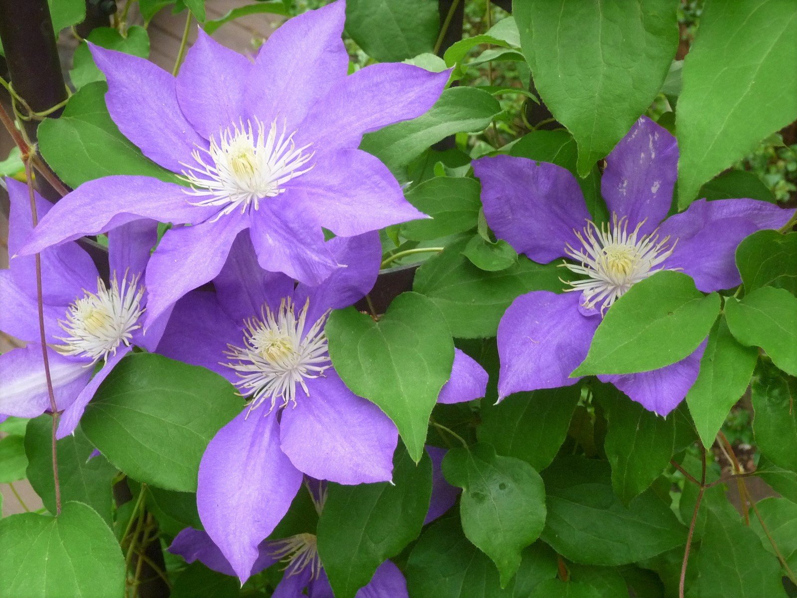 Clematis : Plant Palette : Richmond VA Landscape Designer: Gardens by Monit, LLC: Monit Rosendale landscape designer Richmond and Charlottesville Virginia and Fredericksburg Virginia and Williamsburg Virginia