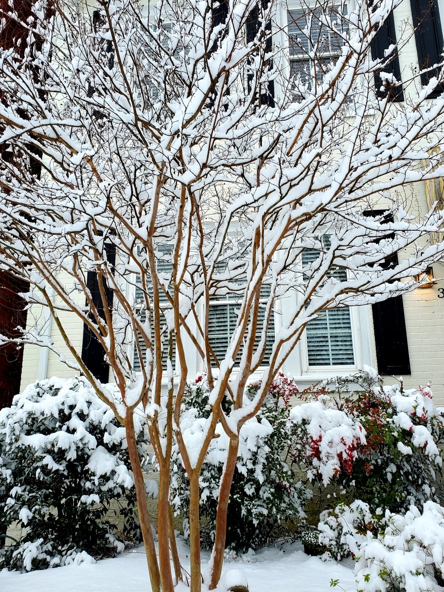 Crepe myrtle Tonto adds architectural beauty in perfect scale.  : Winter : Richmond VA Landscape Designer: Gardens by Monit, LLC: Monit Rosendale landscape designer Richmond and Charlottesville Virginia and Fredericksburg Virginia and Williamsburg Virginia