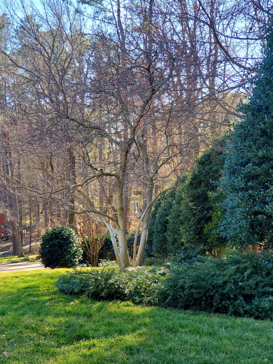 Saucer Magnolia. : Winter : Richmond VA Landscape Designer: Gardens by Monit, LLC: Monit Rosendale landscape designer Richmond and Charlottesville Virginia and Fredericksburg Virginia and Williamsburg Virginia