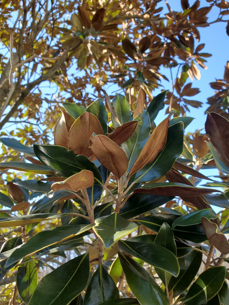 Magnolia grandiflora. : Plant Palette : Richmond VA Landscape Designer: Gardens by Monit, LLC: Monit Rosendale landscape designer Richmond and Charlottesville Virginia and Fredericksburg Virginia and Williamsburg Virginia
